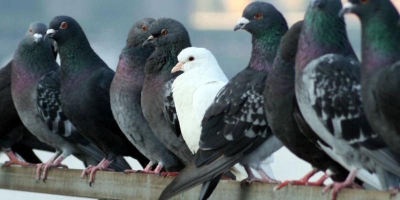 Lee más sobre el artículo Un nuevo servicio municipal controlará la población de palomas para evitar los problemas que provocan