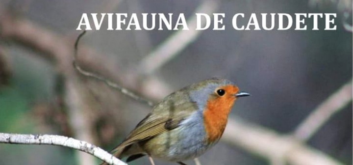 En este momento estás viendo El próximo viernes se presentará el libro ‘Avifauna de Caudete’