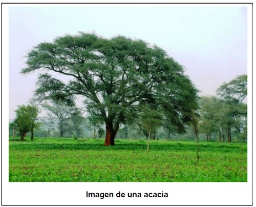 Construir con árboles sagrados