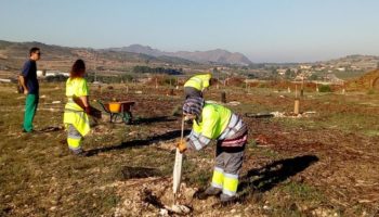 La empresa FOBESA realiza labores de mantenimiento y reposición en la plantación de árboles de Los Cadalsos