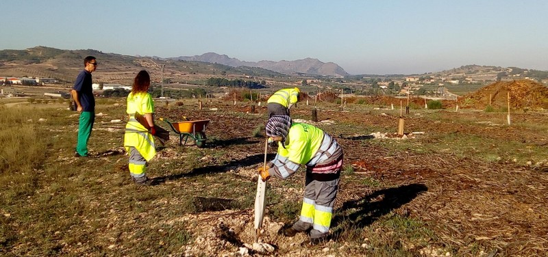 Lee más sobre el artículo La empresa FOBESA realiza labores de mantenimiento y reposición en la plantación de árboles de Los Cadalsos