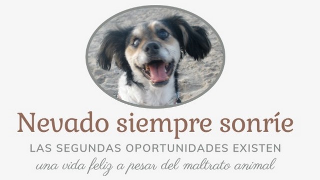 Lee más sobre el artículo Descubre ‘Nevado siempre sonríe’, un blog solidario cuyo objetivo es dar voz a los animales y luchar por sus derechos