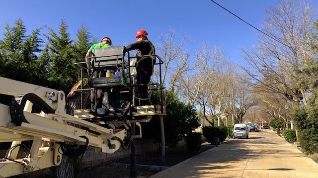 Lee más sobre el artículo La Concejalía de Servicios (Parques y Jardines) está talando los árboles de grandes dimensiones que suponen un riesgo para la seguridad de los ciudadanos