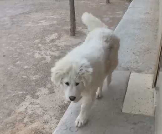 Lee más sobre el artículo Se ha perdido en Caudete el perro de la foto