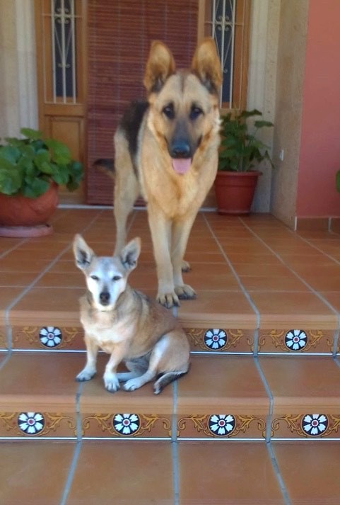 En este momento estás viendo Hay dos perros perdidos en Caudete desde el día 23 de marzo