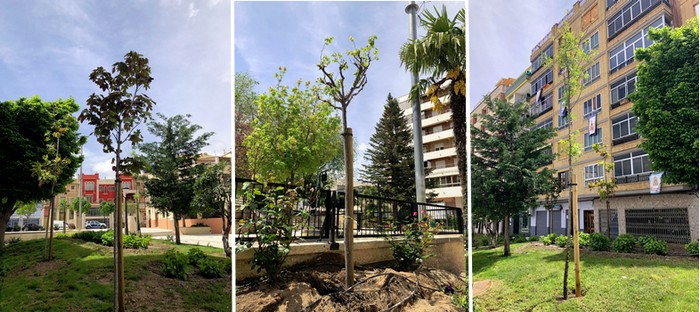 Lee más sobre el artículo Se han plantado diez nuevos árboles en el Paseo Luis Golf de Caudete