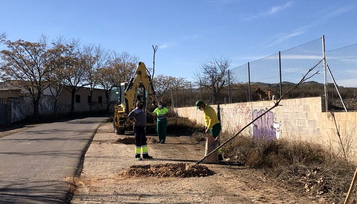 Lee más sobre el artículo Nueva plantación de árboles en la carretera de Villena y la Vereda de las Vacas