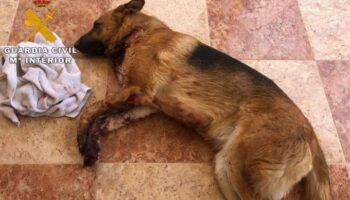 Tres detenidos por extorsionar a un joven en Caudete y causar graves daños a su perro