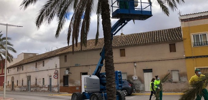 En este momento estás viendo La Concejalía de Servicios ha iniciado la poda de árboles en el casco urbano de Caudete