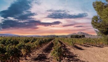 La prestigiosa Bodega Vicente Gandía ha comprado la Finca Casa Gallur en Caudete, donde elaborará vinos de alta gama