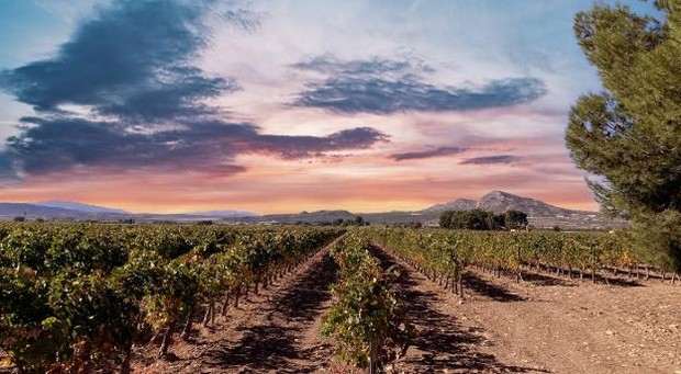 Lee más sobre el artículo La prestigiosa Bodega Vicente Gandía ha comprado la Finca Casa Gallur en Caudete, donde elaborará vinos de alta gama