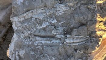 La Asociación de Amigos de la Historia Caudetana quiere que la población conozca la importancia del yacimiento paleontológico de la A-33