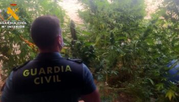 Detenido un vecino de Caudete por cultivar plantas de cannabis sativa en el interior de un corral