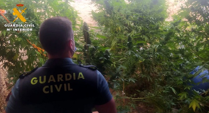 Lee más sobre el artículo Detenido un vecino de Caudete por cultivar plantas de cannabis sativa en el interior de un corral