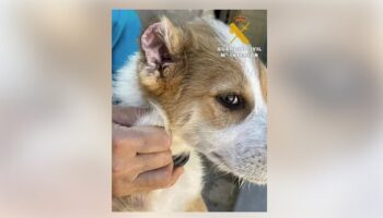 Investigada una persona de Caudete por mutilar las orejas y los rabos a tres cachorros de perro