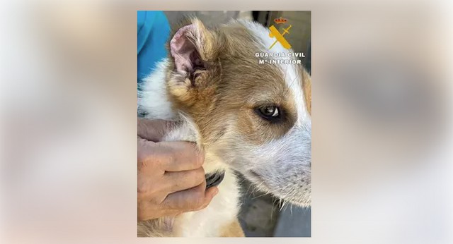 En este momento estás viendo Investigada una persona de Caudete por mutilar las orejas y los rabos a tres cachorros de perro