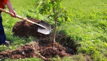 Cruz Roja Caudete inicia un proyecto para la absorción de CO2 con una plantación de 47,5 hectáreas de arbolado