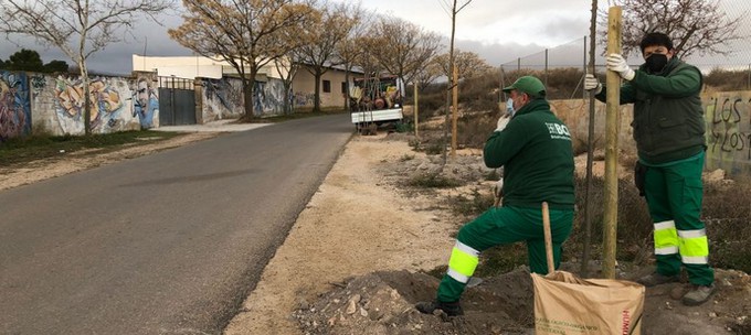 Lee más sobre el artículo La Concejalía de Medio Ambiente informa de que se está llevando a cabo desde hace dos semanas la campaña 2022 de reposición y nueva plantación de arbolado urbano