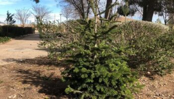 Una iniciativa municipal pretende evitar que los árboles de Navidad acaben en el vertedero