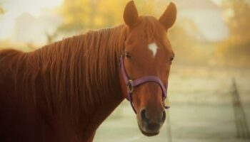 Para tener hasta dos caballos en Caudete bastará con un sencillo trámite administrativo y no será obligatoria una licencia de actividad