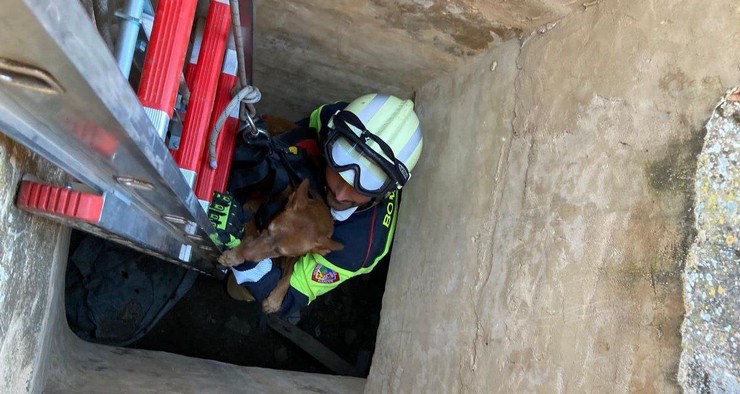 Lee más sobre el artículo Los bomberos salvan la vida a dos perros tras sacarlos de un pozo en Caudete