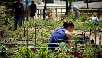 CCD Caudete presenta una moción para la creación de huertos urbanos en el municipio