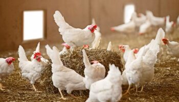 aves caudete digital