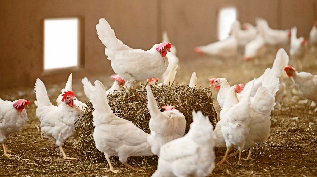 aves caudete digital