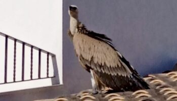 buitre leonado caudete digital