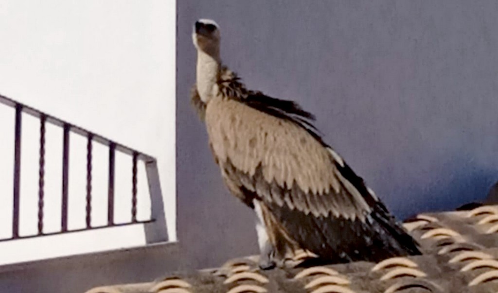 buitre leonado caudete digital