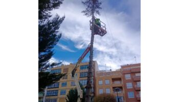 arbol retirado caudete digital
