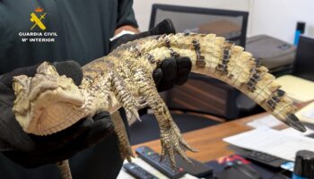 caiman caudete digital