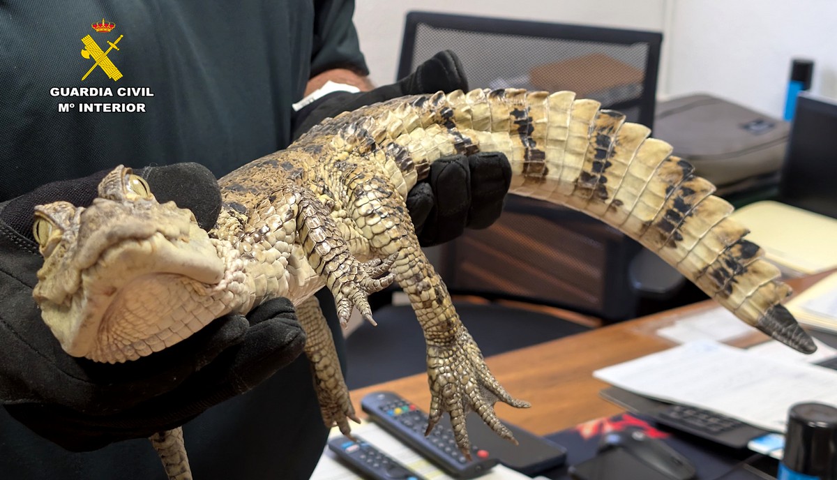 caiman caudete digital