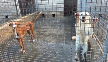 perros caudete digital