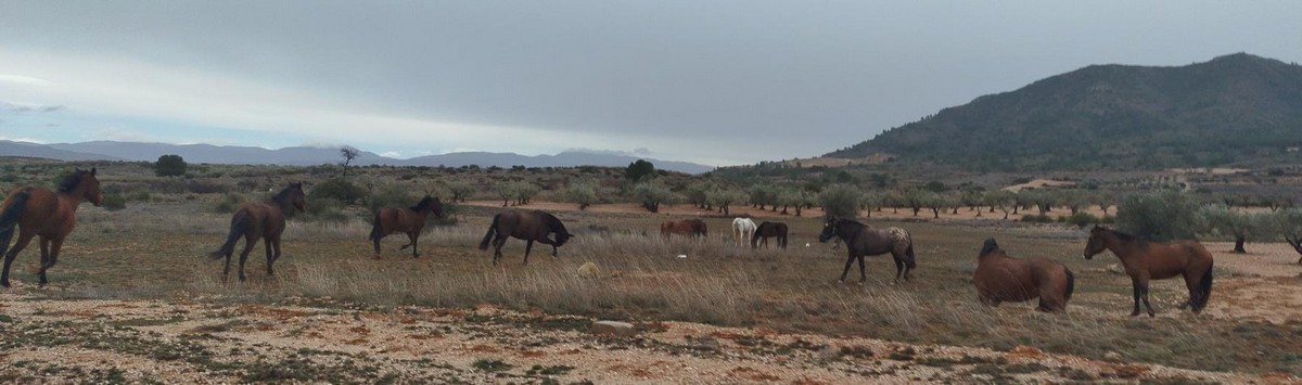 caballos 344 1 caudete digital