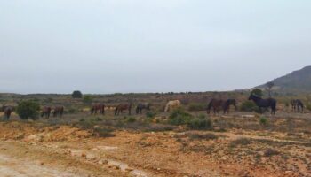 caballos 344 2 caudete digital