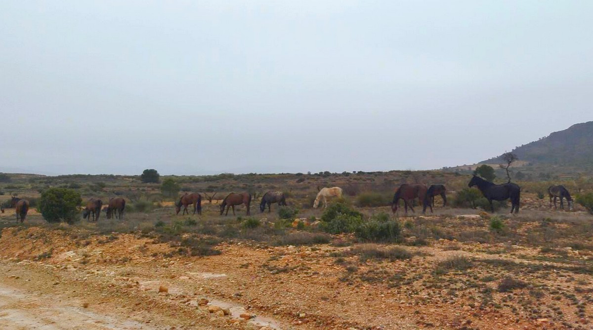 caballos 344 2 caudete digital