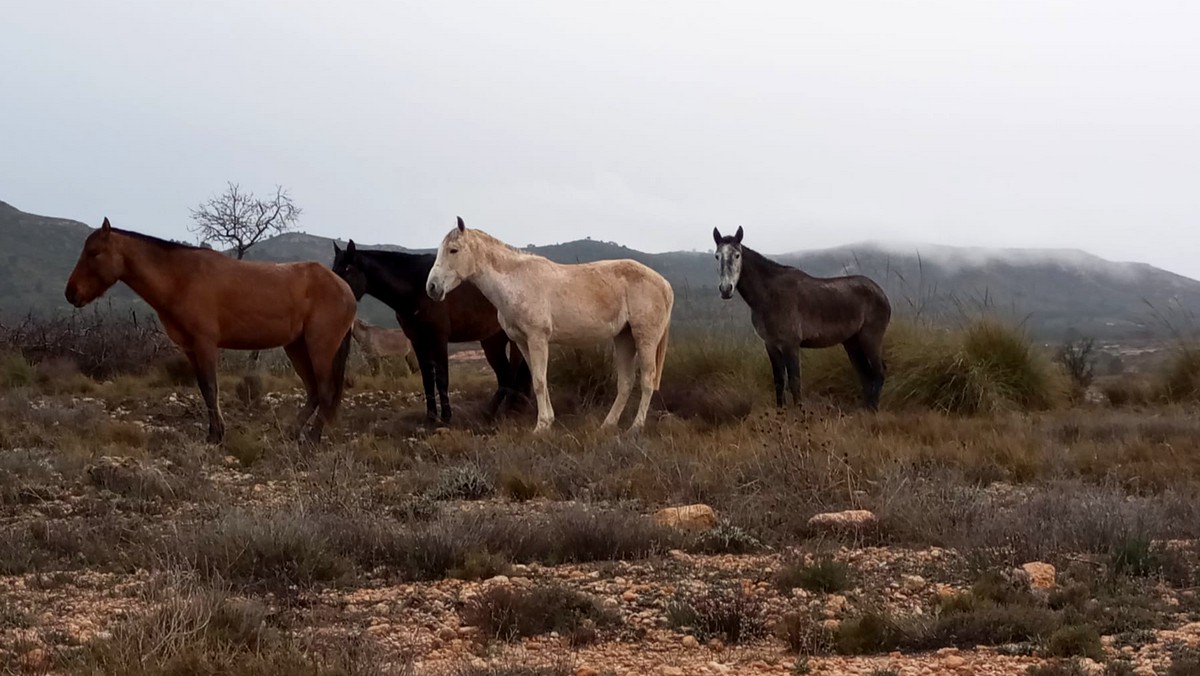 caballos 344 3 caudete digital