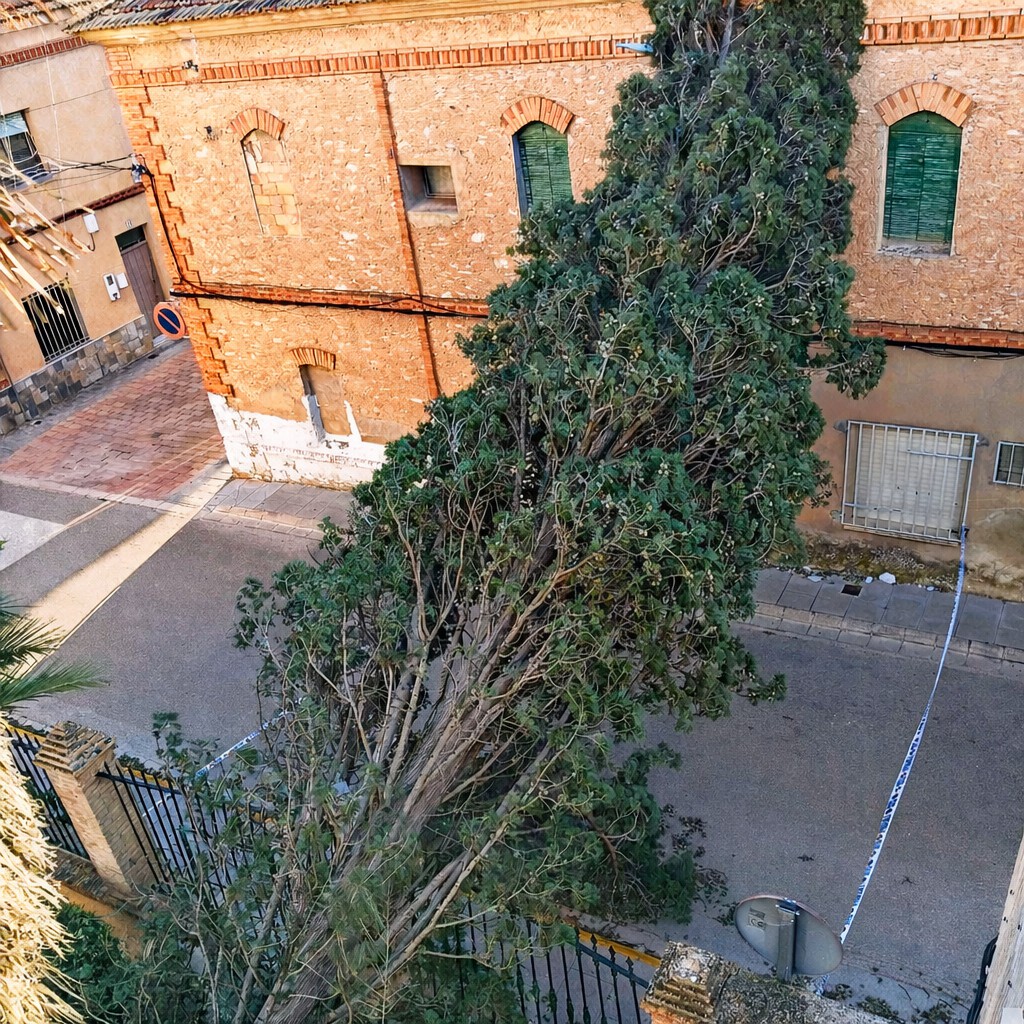 cipres san francisco 2 caudete digital