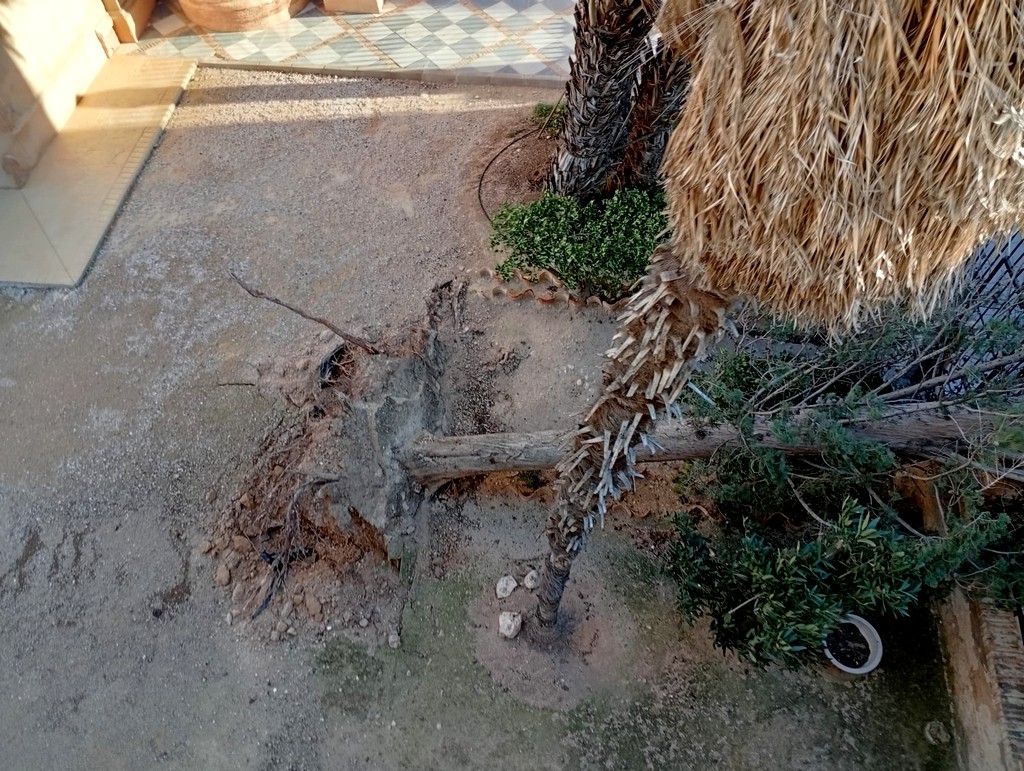 cipres san francisco 26 caudete digital