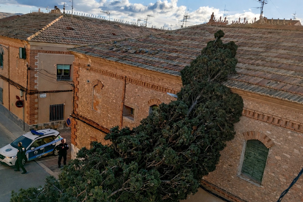 cipres san francisco viento 2026 caudete digital