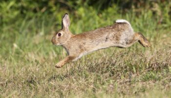 conejos caudete digital