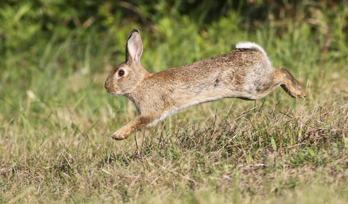 conejos caudete digital