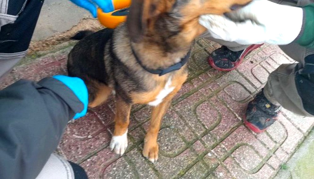 perros decomisados caudete digital