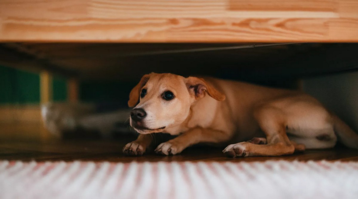 perros y pirotecnia caudete digital