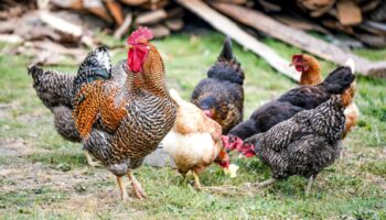 gallinas caudete digital