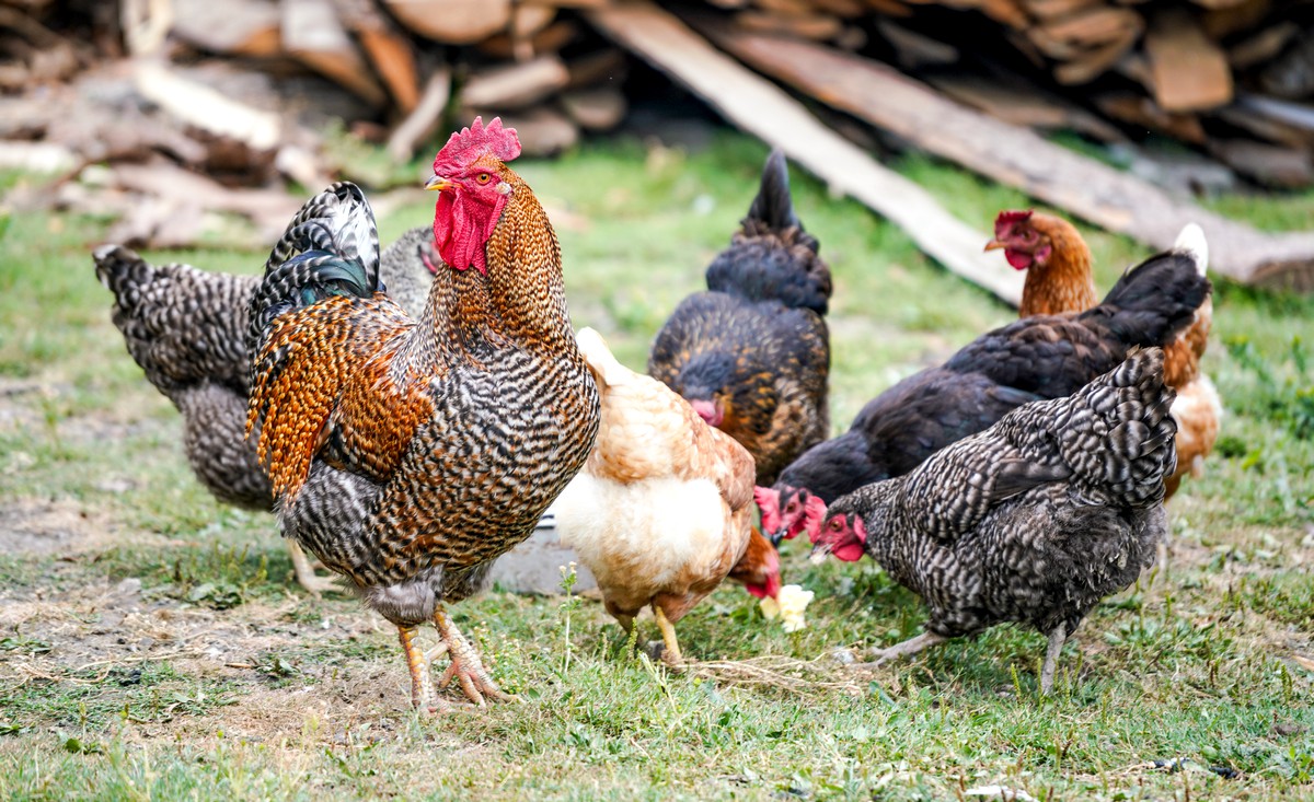 gallinas caudete digital