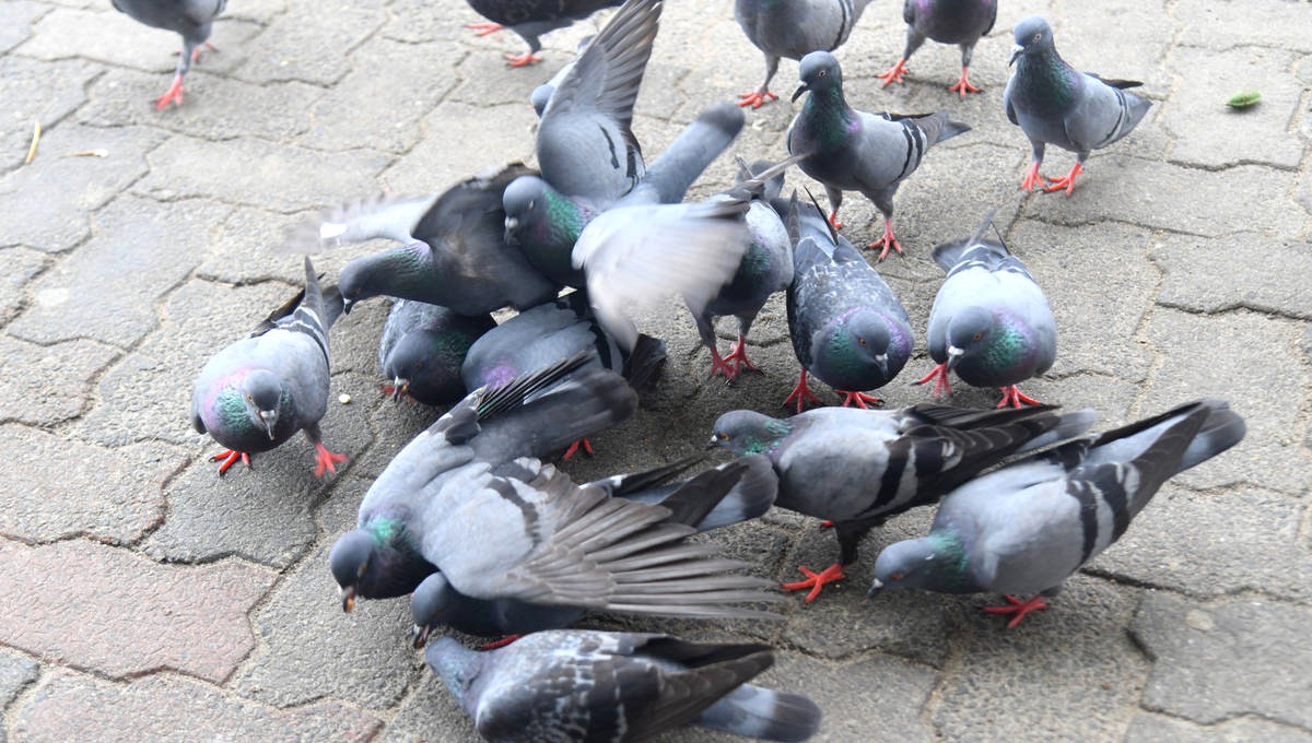 palomas caudete digital