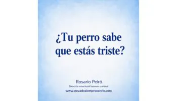 perro tristeza